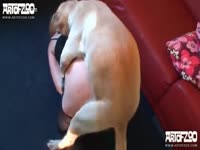 Pet XXX - A blond girl and her white puppy